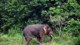 Coal mining in Odisha may turn out catastrophic for elephants, WII study says
